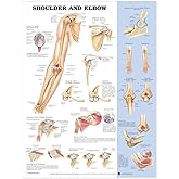 Shoulder and Elbow Anatomical Chart