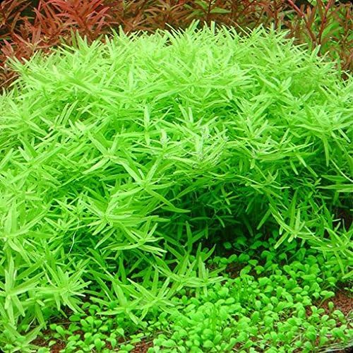 5 Stems rotala sp Green Live Aquarium Plants