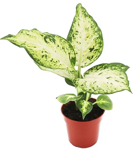 monstera plant size Buy Large Monstera Deliciosa Plant main image 0