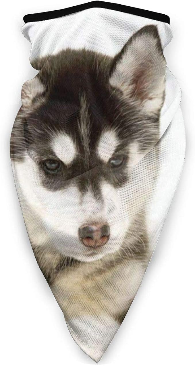 half malamute half husky