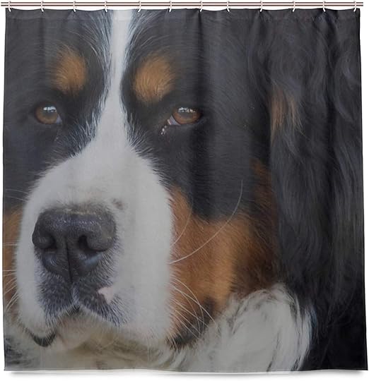 black st bernard dog