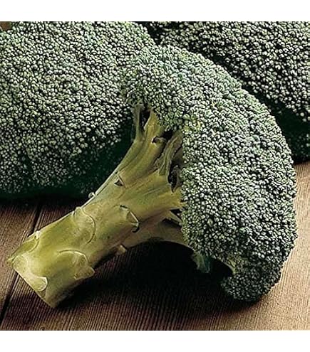 Amazon.com : Packman Hybrid F1 Broccoli Seeds - You can Grow it