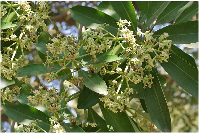 Alstonia scholaris Indian Devil Tree 10 or 20 Seeds Gardening Aromatic Tropical Flower (20)