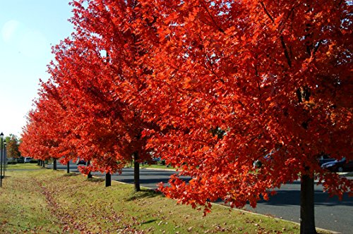 Autumn Blaze Red Maple Tree - Acer saccharinum - Heavy Established Roots - Two Gallon Potted - 1 plant by Growers Solution