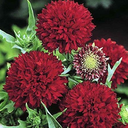 Creative Farmer Flower Seeds : Firewheel Flower Pulchella Flower Seeds For Pot Plant Seeds For All Seasons Garden [Home Garden Seeds Eco Pack] Plant Seeds