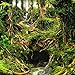 Planterest - Java Moss | Vesicularia Dubyana Freshwater Live Aquarium Plant BUY2GET1FREE