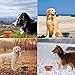 Collapsible Dog Bowl, Comsun 2-pack Dog Travel Bowl, Foldable Expandable Cup Dish for Pet Cat Food Water Feeding Portable Travel Bowl Orange and Black Free Carabiner