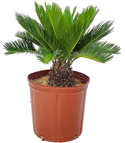 Amazon.com : King Sago Palm Tree Real Live Plant, 6