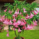 Pink Angel Trumpet Plant Brugmansia suaveolens Live Plant [TROP210]