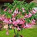 Pink Angel Trumpet Plant Brugmansia suaveolens Live Plant [TROP210]