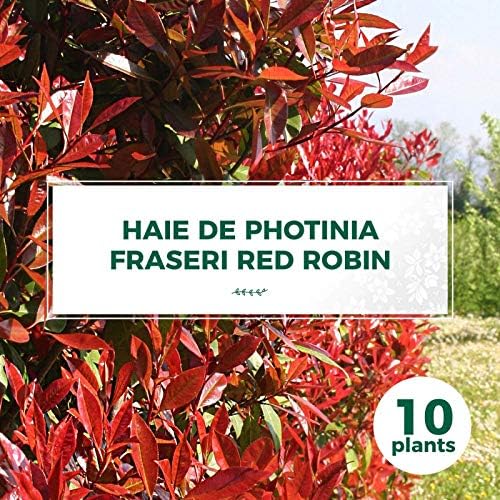 10 Photinia Photinia Fraseri Red Robin Haie De Photinia Red Robin Amazon Fr Jardin