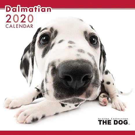 The Dog Wall Calendar 2020 Dalmatian: Amazon.co.uk: Office Products The Dog Wall Calendar 2020 Dalmatian: Amazon.co.uk: Office Products