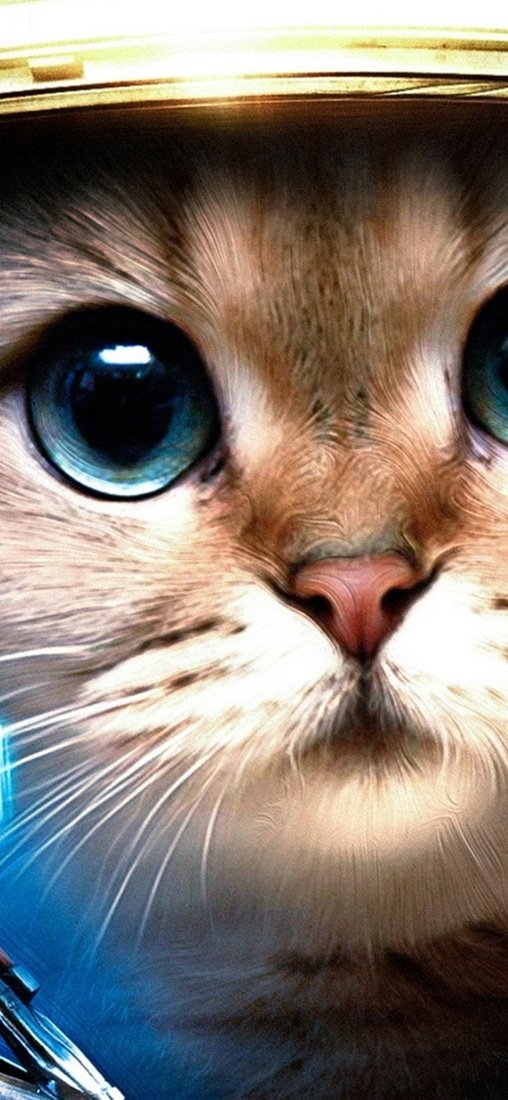 PeelitStickit Cat, Animal Wall Murals ID-177, vinyl