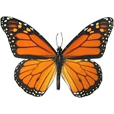 Butterfly Utopia 6 Large Monarch Butterfly Temporary Tattoos