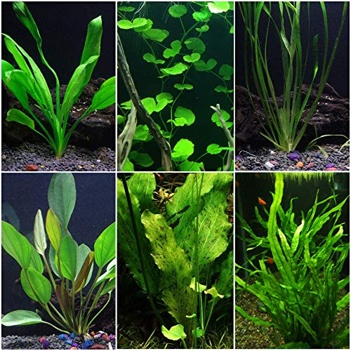 DiscusWarm Water Aquarium Plant Bundle Pricepulse