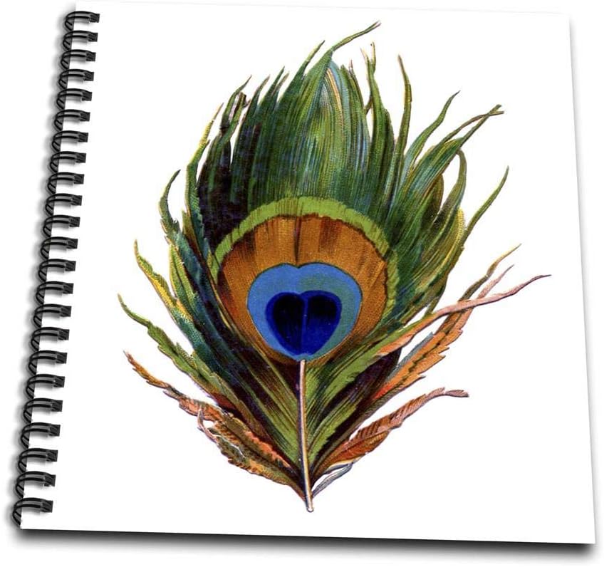 photo Colored Pencil Drawing Peacock Feather amazon com 3drose db 37447 1 large