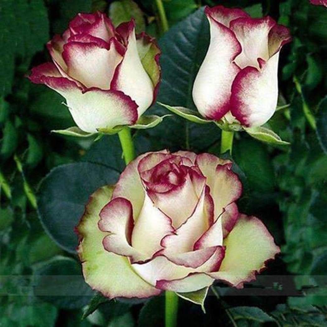 Yukio SEED CORNER - 40pcs Rare Scented Rose 'Star Performer' Climbing Rose, Long Flowering time, Hardy Perennial Flower Seeds for Garden and Balcony