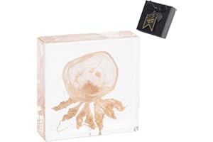 1st Heaven Real Taxidermy Jellyfish in Resin - Authentic Animal Specimen for Oddities & Curiosities, Gothic Home Decor, Science Education & Unique Nature Gifts