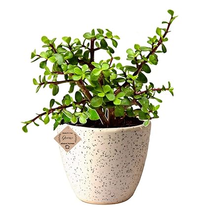 Abana Homes Good Luck Jade Plant with Pot Indoor