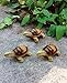 Goodman and Wife Set of 3 Poly Resin Turtle Shaped Pot Feet or Planter Risers (Medium Size Turtle Shape Each Measures 3 inches Long, 1.5 inches Tall)