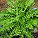 French Dandelion Seeds - Detoxifying - Organic Herb - Salad Greens - 30 Seeds