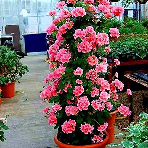 1600mhz - 100 Pcs Rare Climbing Geranium Pelargonium Peltatum Bonsai Perennial Flower Indoor Rooms Potted Plant Easy Grow