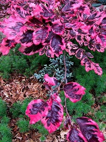 arbol de haya europea de tricolor 3