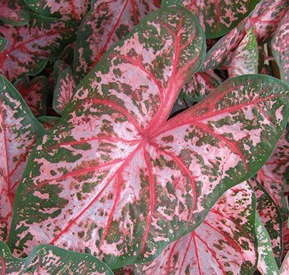Amazon Com 2 Colorful Shade Loving Fancy Caladium Carolyn Whorton Bulbs For Growing Your Own Caladium Plants Garden Outdoor