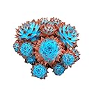 Seeds Shopp 200 Pcs Sale!Hens And Chicks Succulent Mix Seeds (Sempervivum Hybridum) Bonsai Plant Flower Seeds For Home Garden