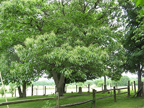 American Chestnut Tree - Hybrid - Castanea dentata X mollissima - Heavy Established - 2 Gallon Potted -1 Plant by Growers Solution