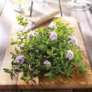 Food & Spices (171010)