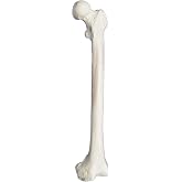 Femur Bone Model - Left - Anatomically Accurate Human Femur Bone Replica - hBARSCI