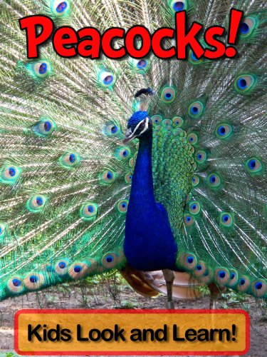 Peacocks! Learn About Peacocks and Enjoy Colorful Pictures - Look and Learn! (50+ Photos of Peacocks)