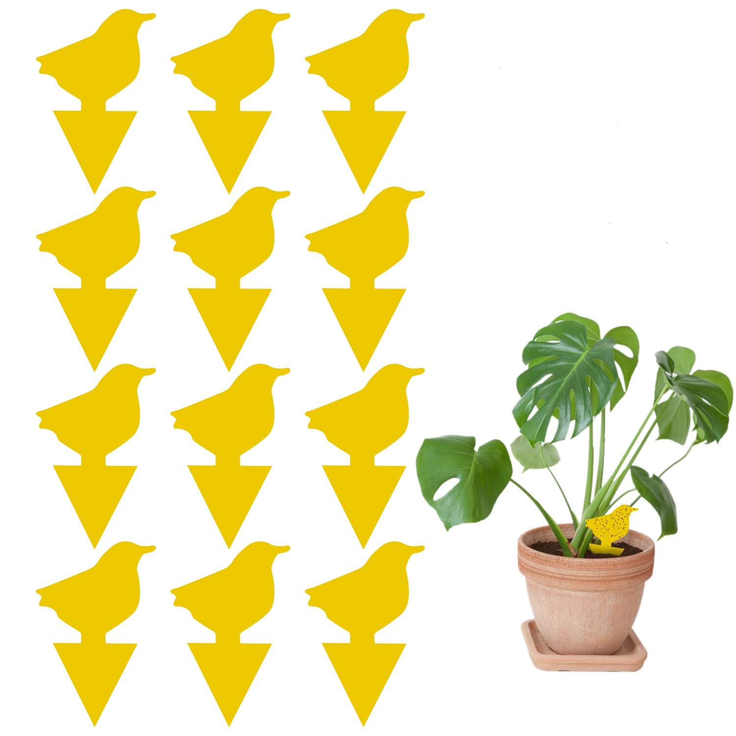 buy-sticky-traps-gnat-trap-fruit-fly-traps-for-indoors-fungus-gnat