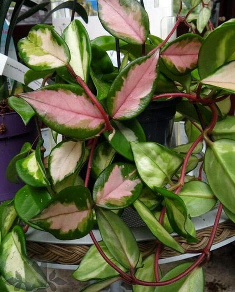Tricolor Wax Plant - Hoya Tricolor - Great House Plant/Exotic Flower - 4" Pot fKN-948
