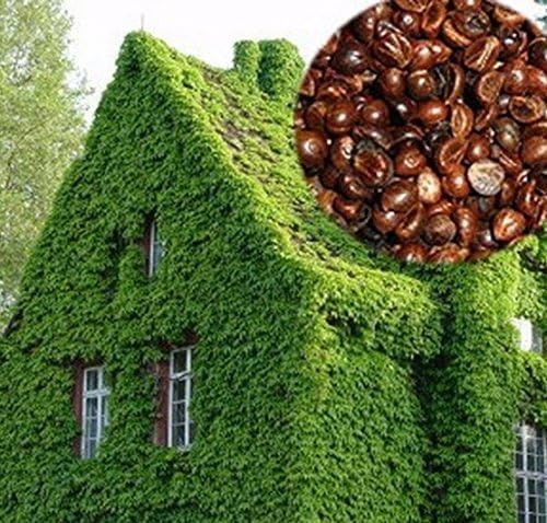 Higarden,2016 new Wholesale 100 unids Green creeper Boston IVY seeds garden seeds for 49%