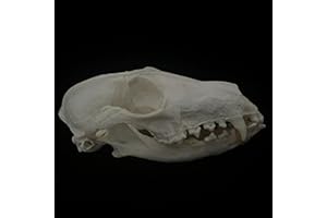 GENERIC Wholesale 1/2/3/5/10 pcs Taxidermy Real Animals Skulls, Real Bones Specimen, Supplies Art Bone Vet Medicine 1:1 Animal Bones (Fox Skull, 1 Pc)