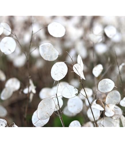 Rediva Lunaria Rediviva Seeds