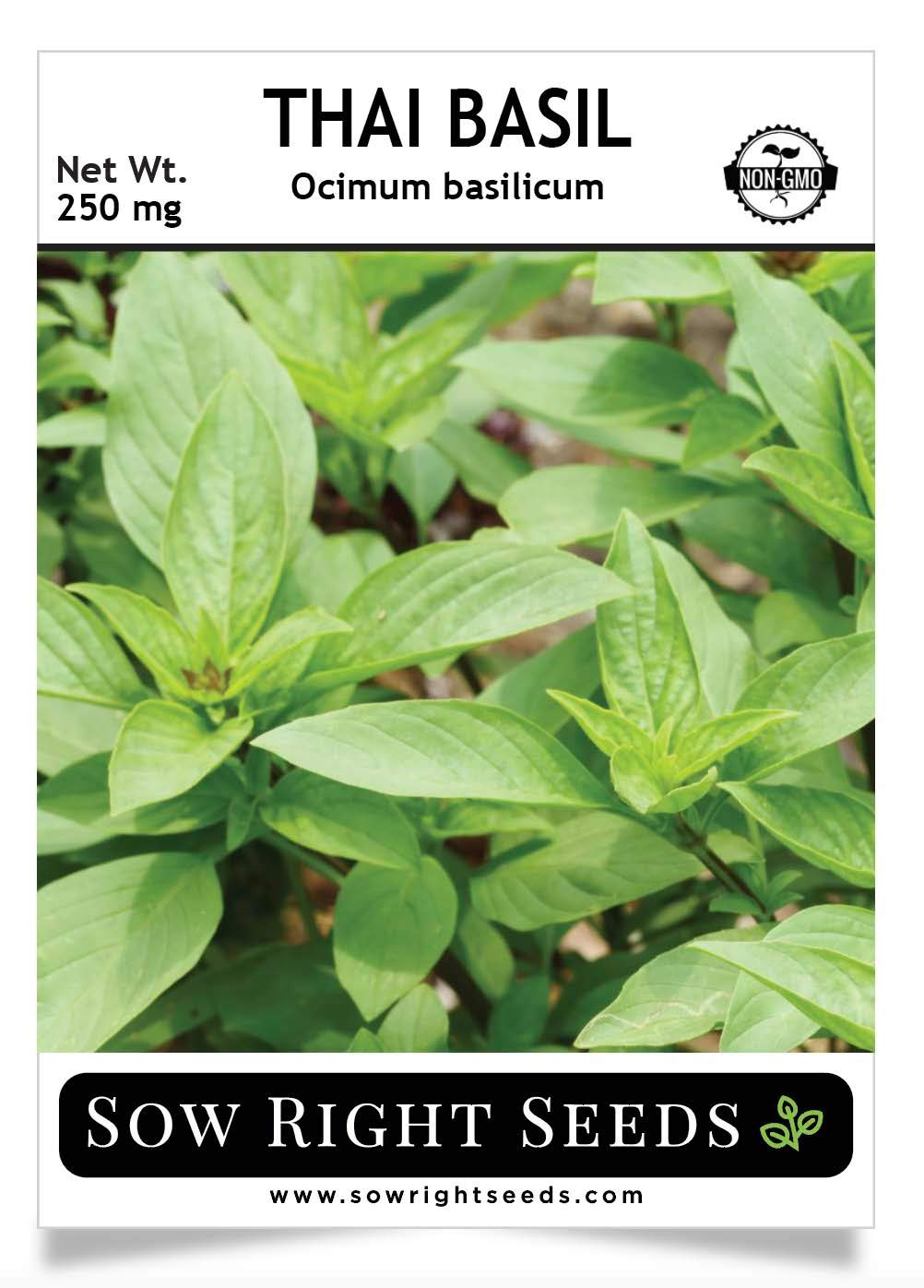 Sow Right Seeds Sweet Large Leaf Thai Basil Seed For Planting Non Gmo Heirloom Seeds Instructions