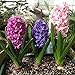 Adarl 300pc/Package Multi Hyacinth Seeds Ornamental Plants Seeds Courtyard Garden With Flower Seeds Professional Pack