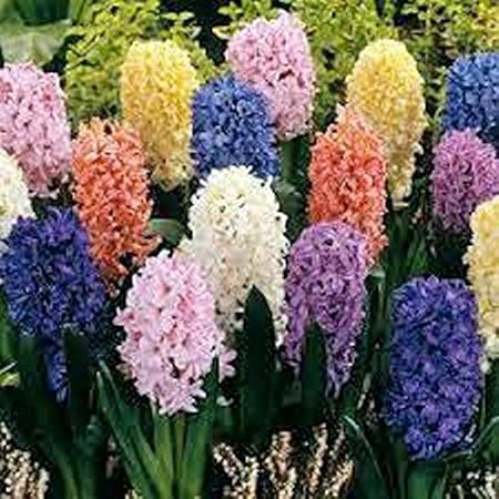 Silksart Gartenkunst Details Uber Hyazinthe Mix Blumenzwiebeln Schone Blumen Stark Schone Lila Mehrjahrige Hyazinthe 3 Stuck Amazon De Garten