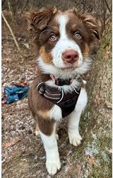 Truelove TLH5651 Dog Harness No-pull Reflective Stitching Brown M view 9