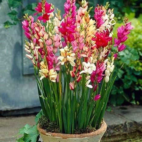 LIVE GREEN Winter Imported Rare Variety Flower Bulbs (Ixia Mixed 10 Bulbs)