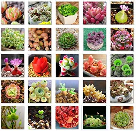 MileMelo Succulent Plants Mixed Seeds 500Pcs for Planting Cactus Stone Flower Gardening Seeds
