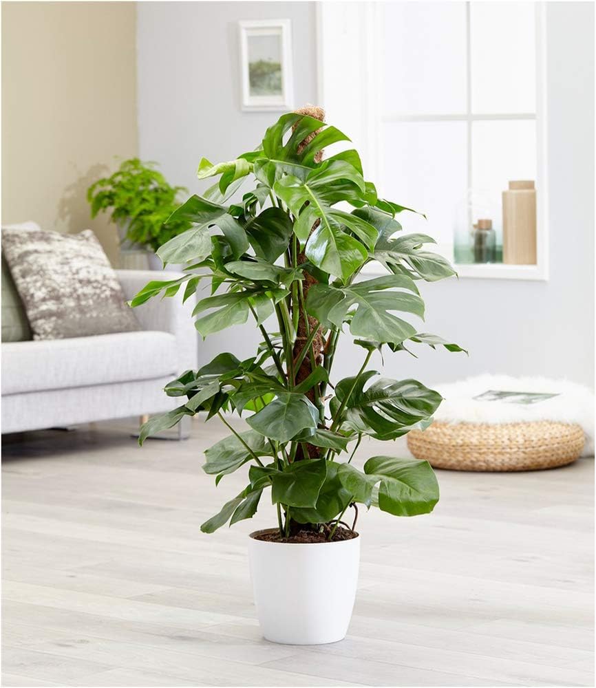 Baldur Garten Monstera Fensterblatt Ca 50 Cm Hoch 1 Pflanze Pflegeleichte Zimmerpflanze Auch Fur Dunklere Standorte Zimmerpflanze Amazon De Garten