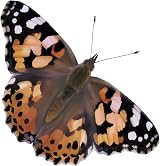 Insect Lore Giant Butterfly Garden with Caterpillars & Lifecycle Stages view 6