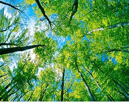 Lhdlily Ceiling Wallpaper Ceiling Wallpaper Ceiling Wallpaper Blue