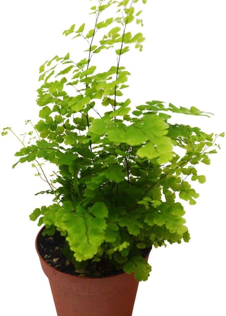 Amazon Com Rosy Maidenhair Fern Live Plant Free Care Guide