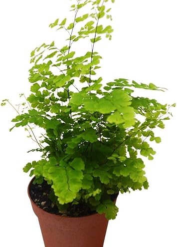 Amazon Com Rosy Maidenhair Fern Live Plant Free Care Guide