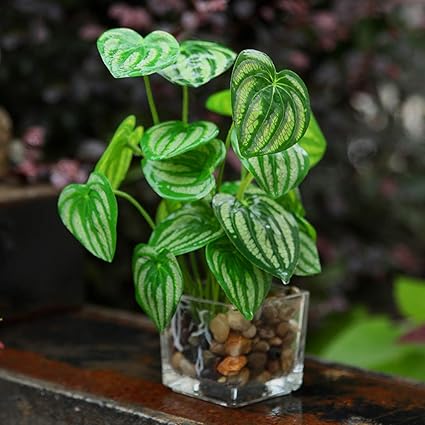 Amazon Co Jp 人工観葉植物 コイングラス 造花 モンステラ 枯れない花 店飾 鉢植え ギフト 本物そっくり 手作り 開店祝い 卒業式 誕生日 ウェディング 飾り 撮影 美術館 ホーム 庭園 オフィスパーティー 家庭 転居 お祝い お見舞い プレゼント おしゃれ ホーム キッチン